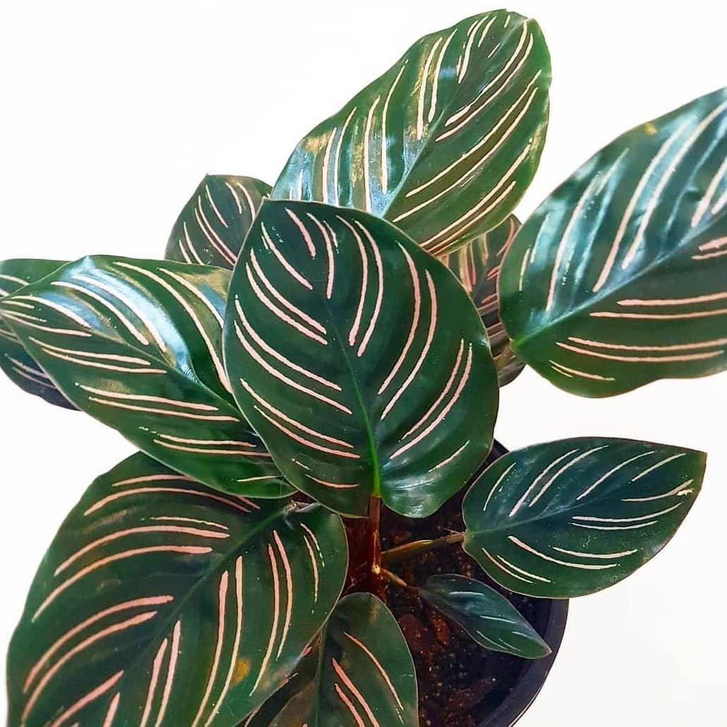 Calathea Beauty Star Care | My Jungle Home