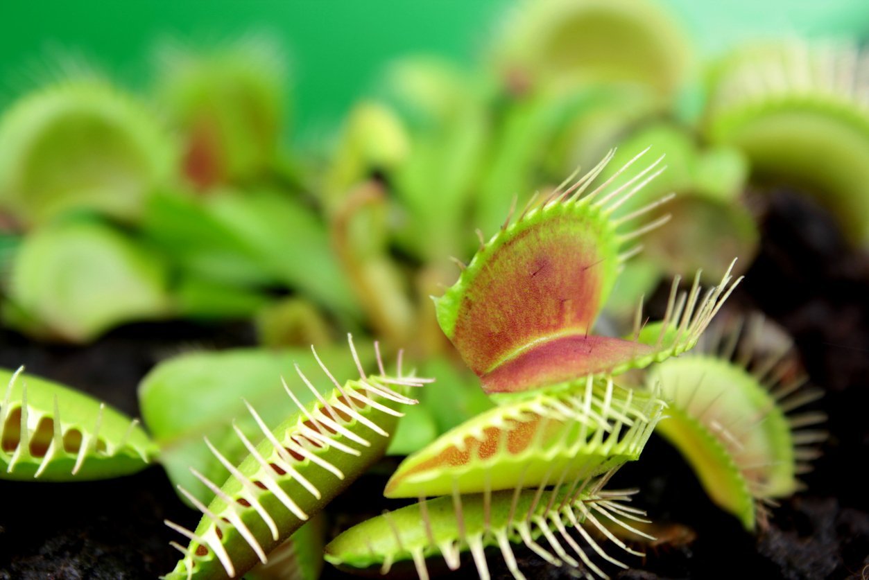 Carnivorous Venus Fly Trap Care | My Jungle Home