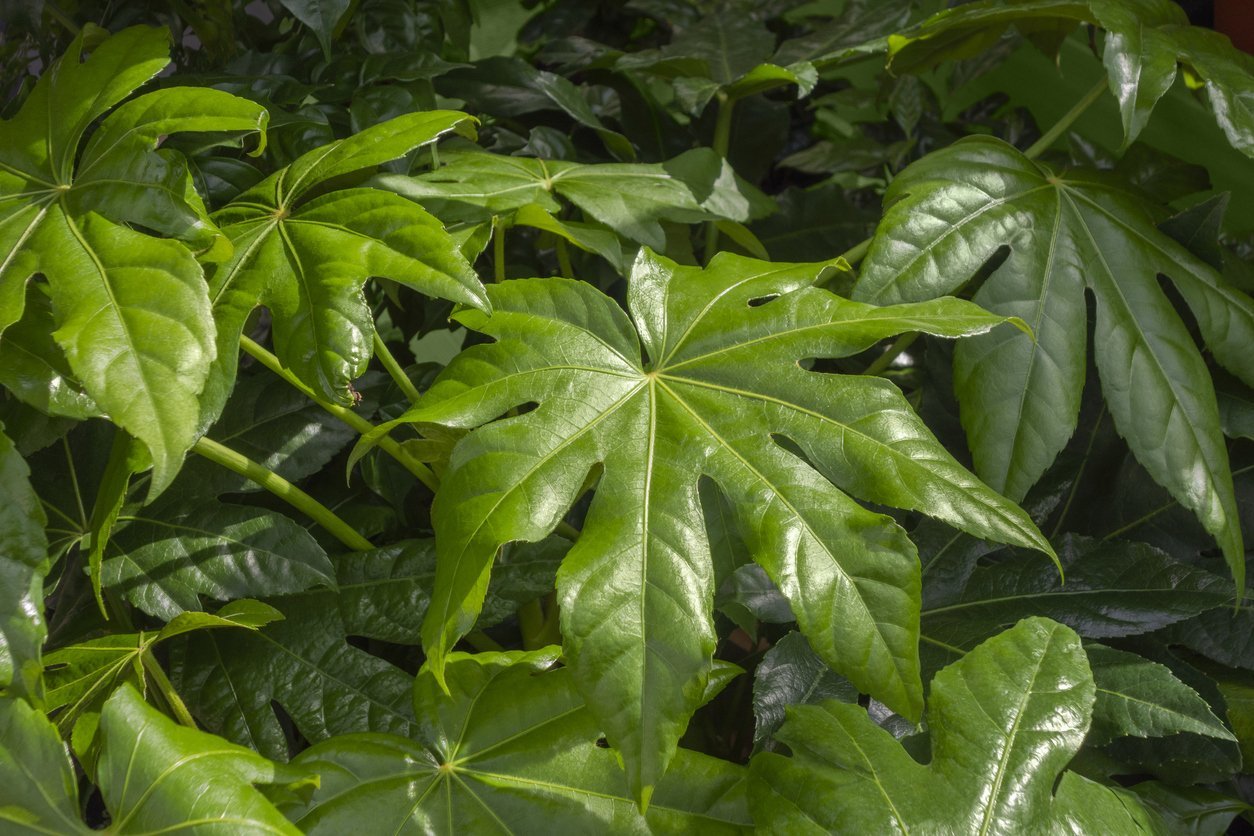 Fatsia Care | My Jungle Home