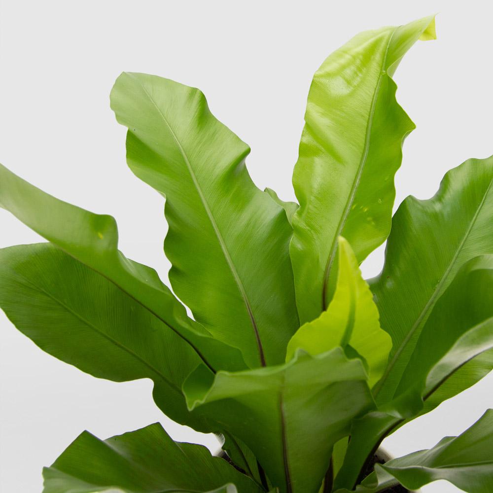 a peace lily A New Leaf Peace Lily – white flower arrangement | Cincinnati, OH