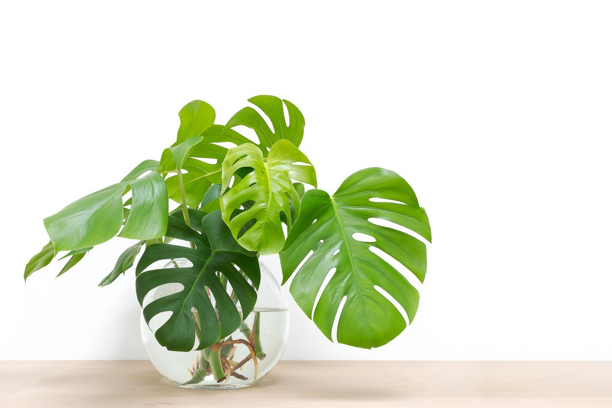 Monstera Plant Care | My Jungle Home