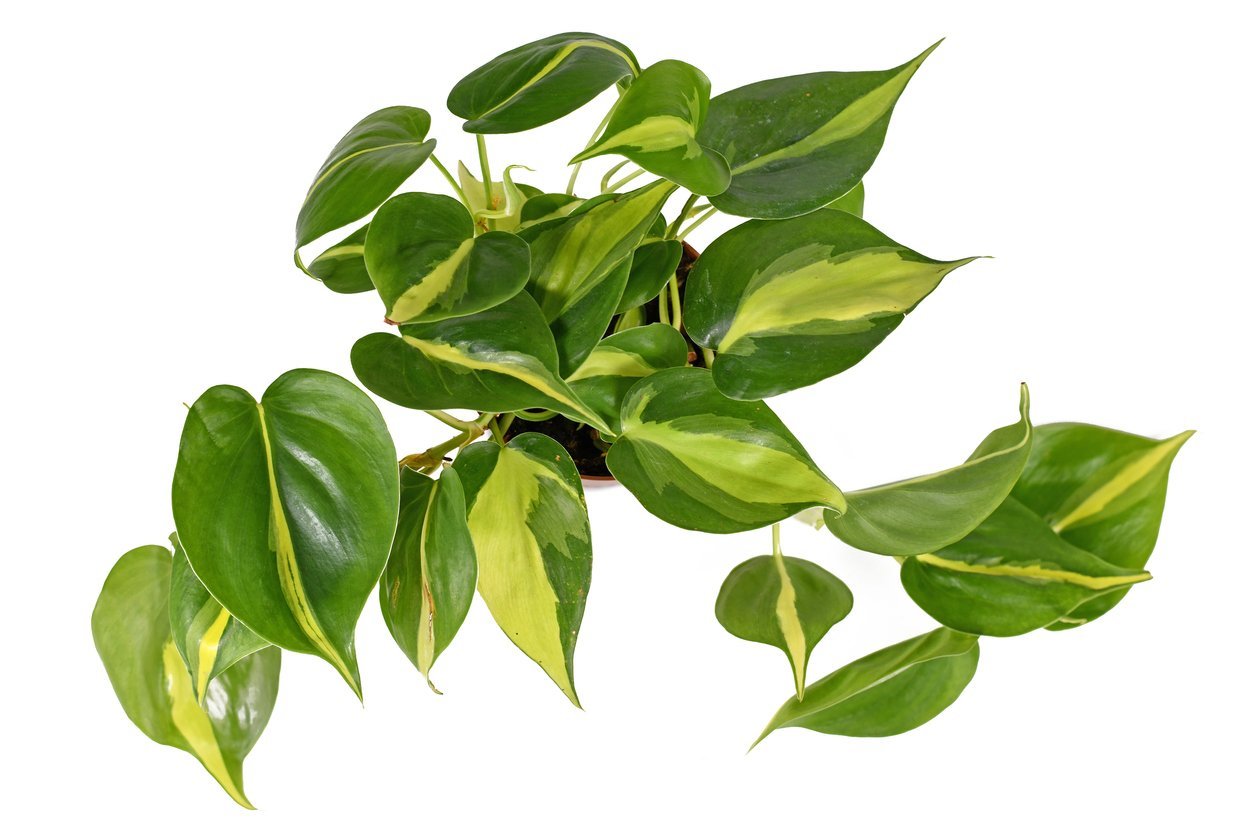 Philodendron Brasil Plant Care | My Jungle Home