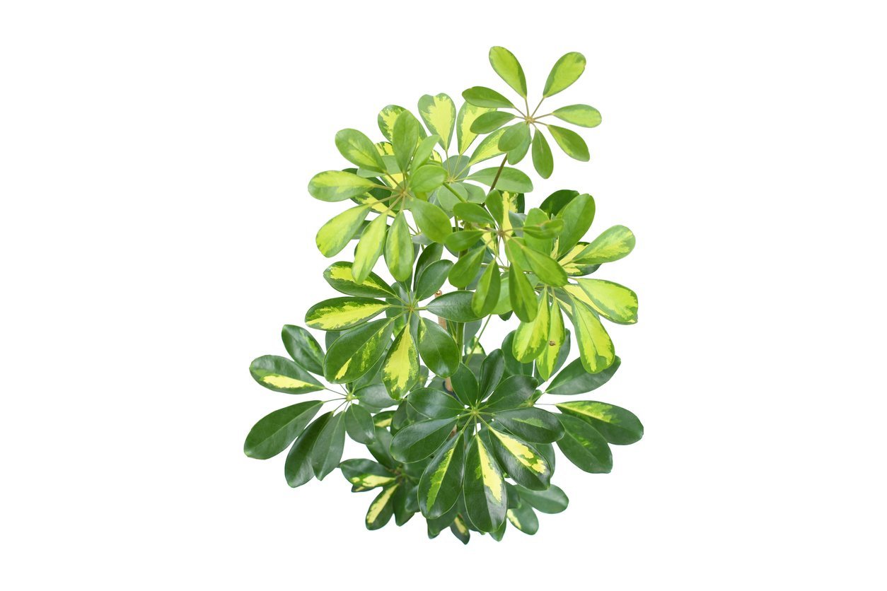 Schefflera | Umbrella Plant Care | My Jungle Home