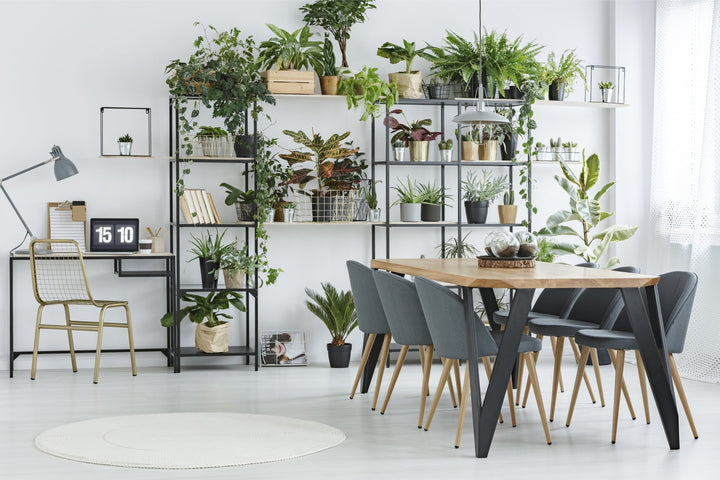 Largest and best selection of on trend indoor plants and pots used to style this modern grey apartment living space purchased from My Jungle Home Nursery in Collingwood