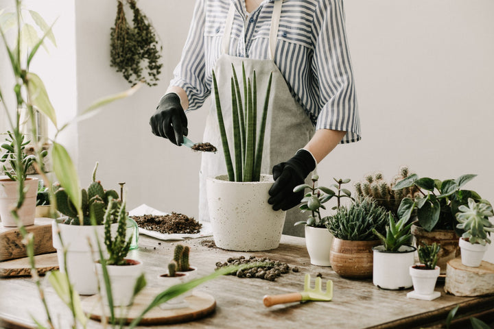 Person repotting a sansevieria plant in a white pot with the help of My Jungle Homes Plant Care Guides.