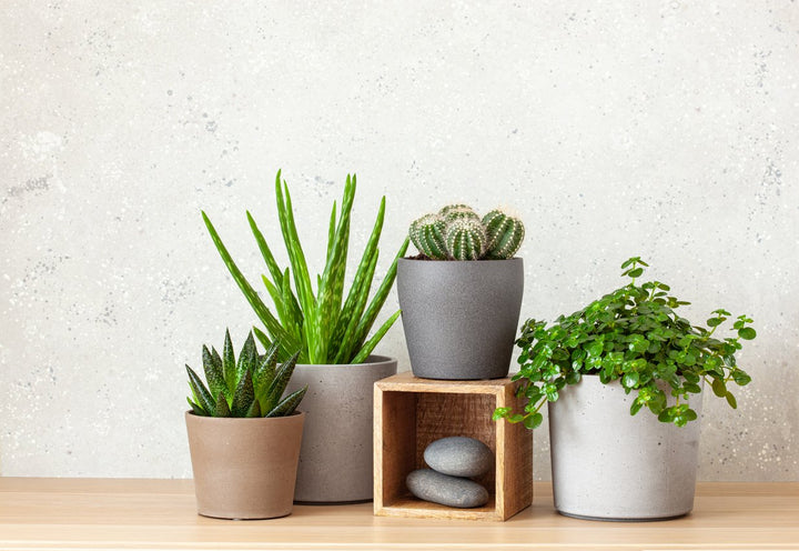We are crazy about Indoor Plant Pots, we stock the largest range of pots under 1 roof at our flagship store in Collingwood.