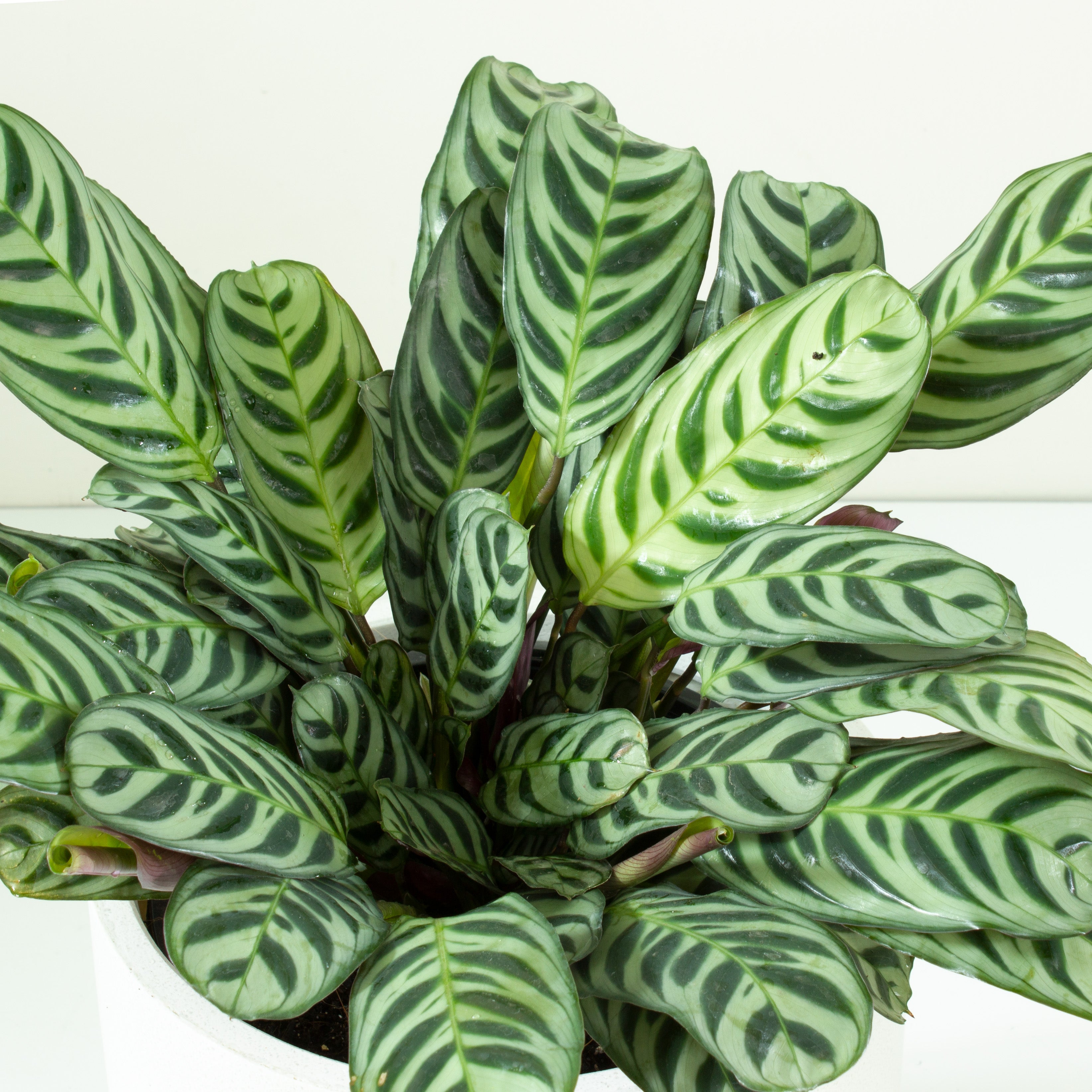 Buy Ctenanthe Burle Marxii Indoor Plant 20cm Pot