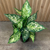 Aglaonema Chinese Evergreen 'Eileen' 12.5cm pot |My Jungle Home|