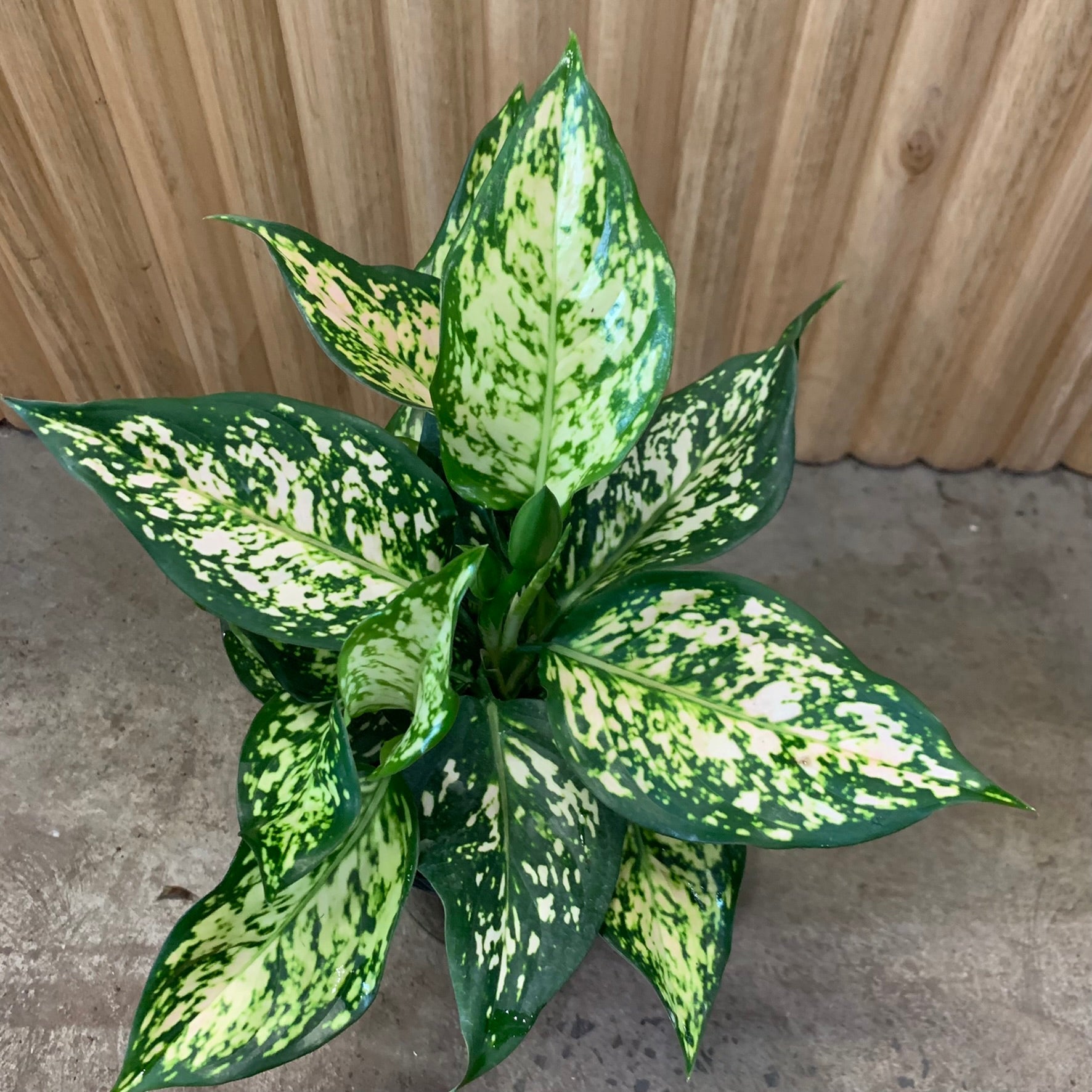 aglaonema eileen Buy Aglaonema Chinese Evergreen 'Eileen' 12.5cm