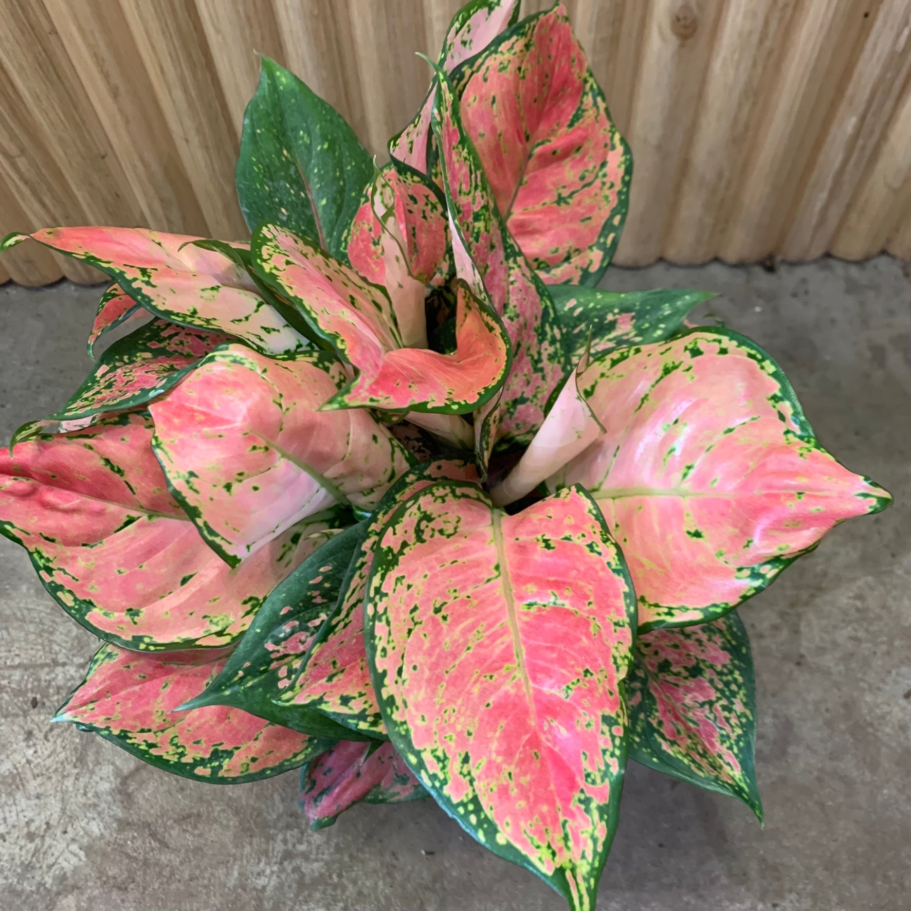aglaonema chinese evergreen pink Buy Aglaonema Chinese Evergreen 'Lady Valentine' 20cm pot