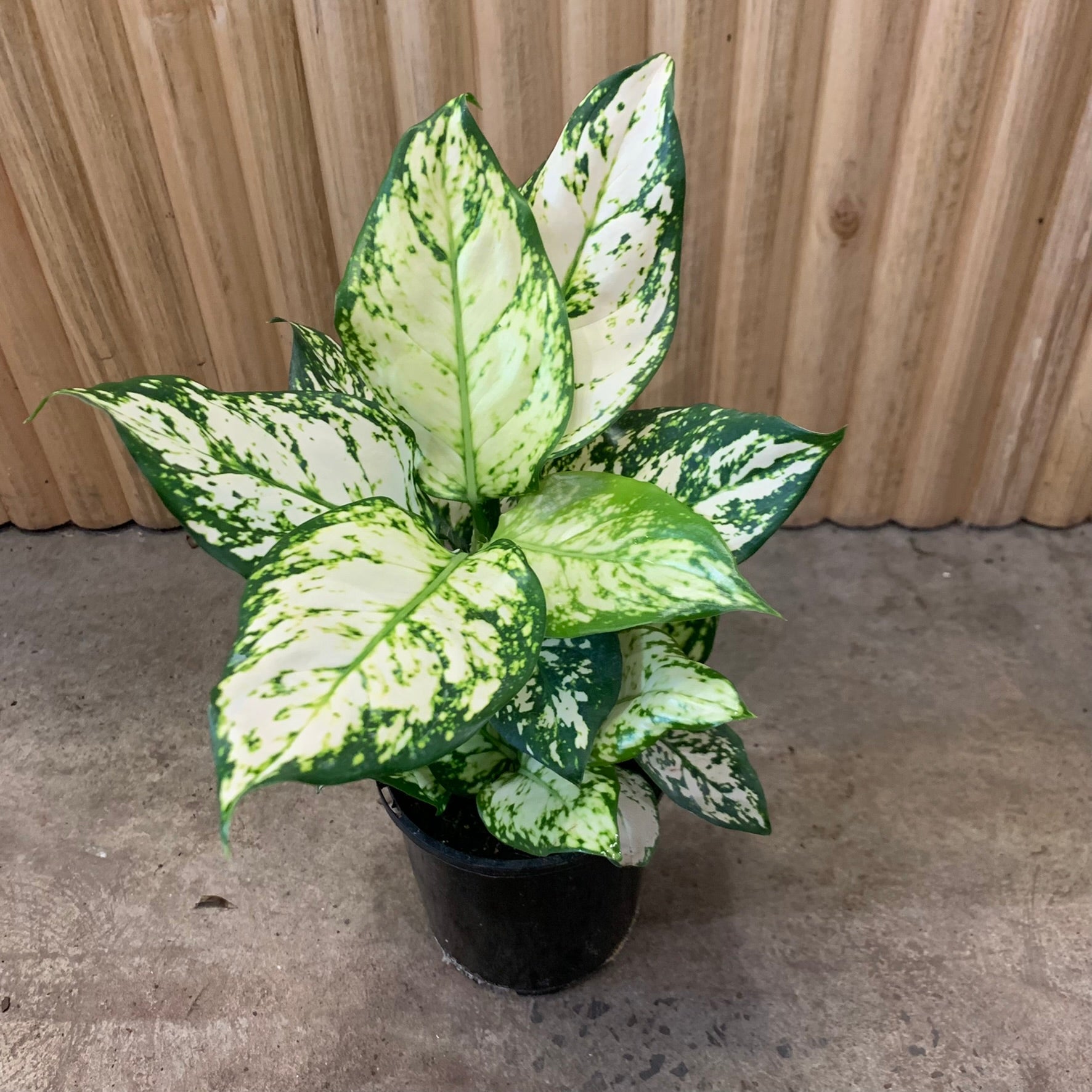 white and green aglaonema Buy Aglaonema Chinese Evergreen 'Snow White' 12.5cm