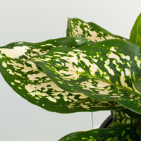 Aglaonema Eileen 18cm pot |My Jungle Home|