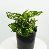 Aglaonema Eileen 18cm pot |My Jungle Home|