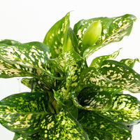 Aglaonema Eileen 18cm pot |My Jungle Home|