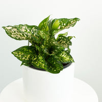 Aglaonema Eileen 18cm pot |My Jungle Home|