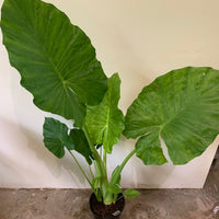 Alocasia Elephant Ears (Microrrhiza) 30cm pot |My Jungle Home|