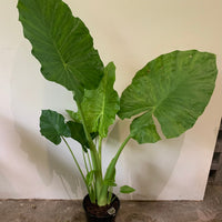 Alocasia Elephant Ears (Microrrhiza) 30cm pot |My Jungle Home|