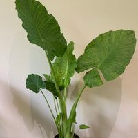 Alocasia Elephant Ears (Microrrhiza) 30cm pot |My Jungle Home|