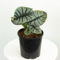 Alocasia Silver Dragon 18cm pot |My Jungle Home|
