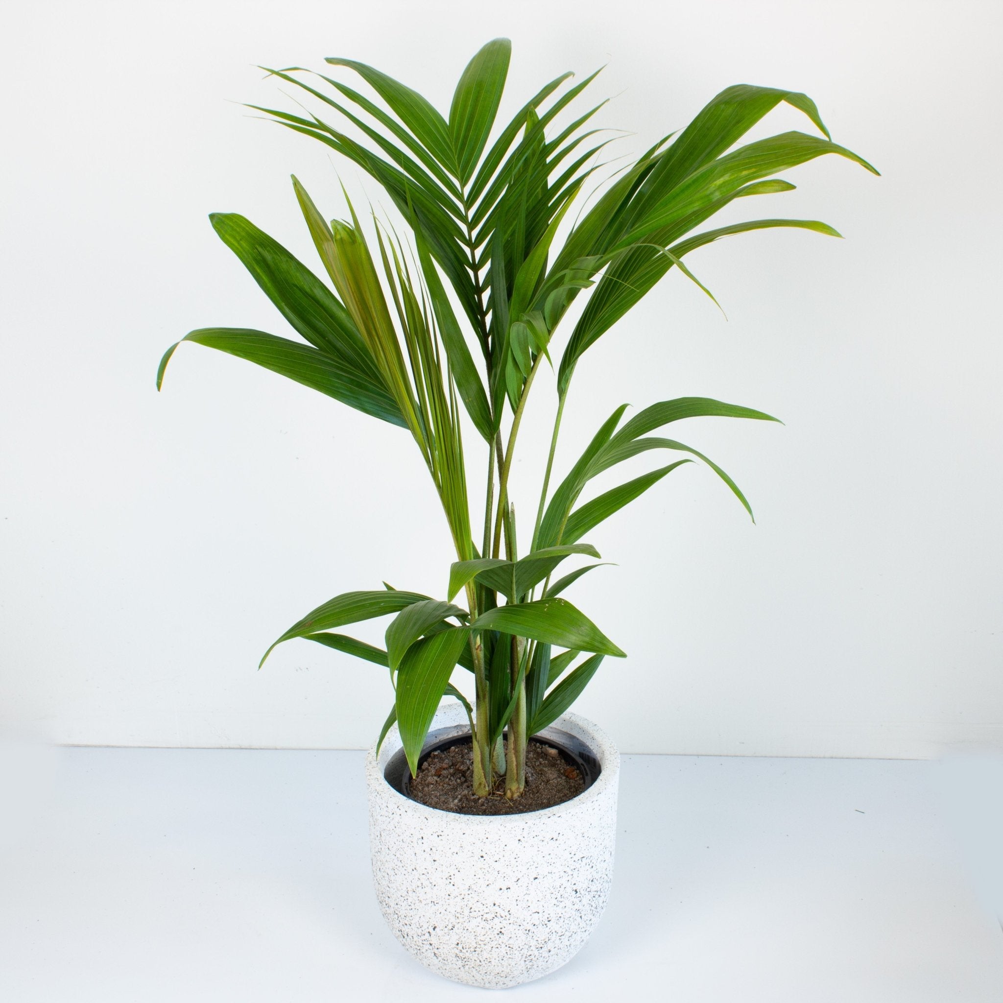 plant palm in pot Buy Archontophoenix cunninghamiana 'Bangalow Palm'