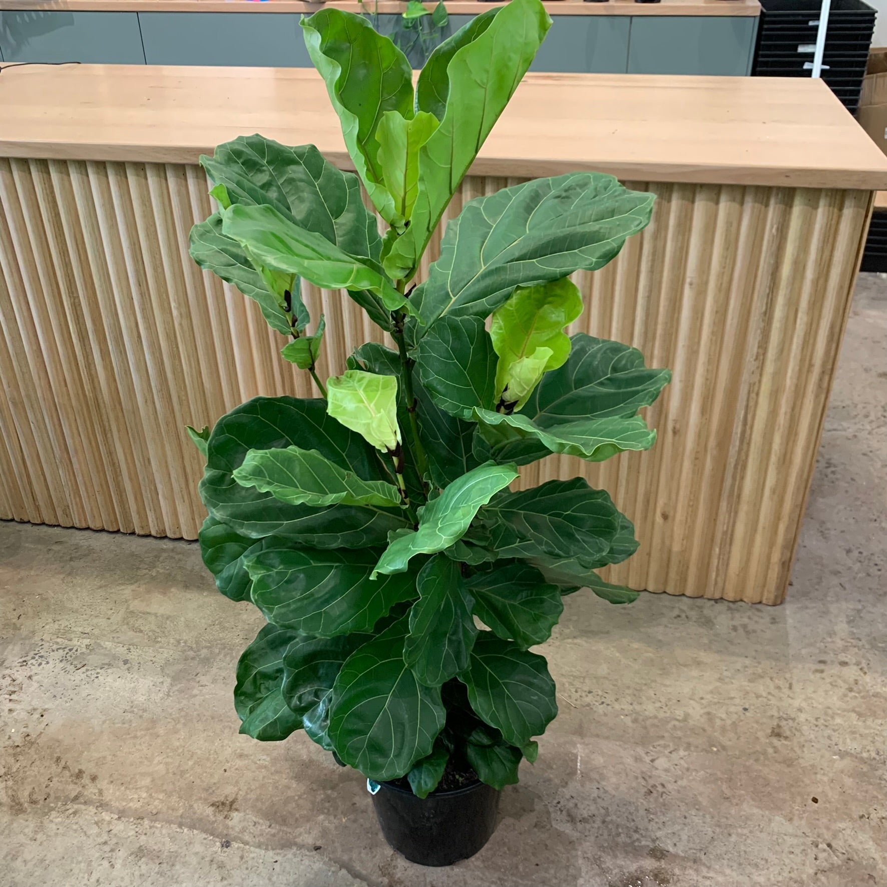 fiddle leaf fig melbourne Buy Fiddle Leaf Fig 'Ficus Lyrata' Plant 25cm Pot