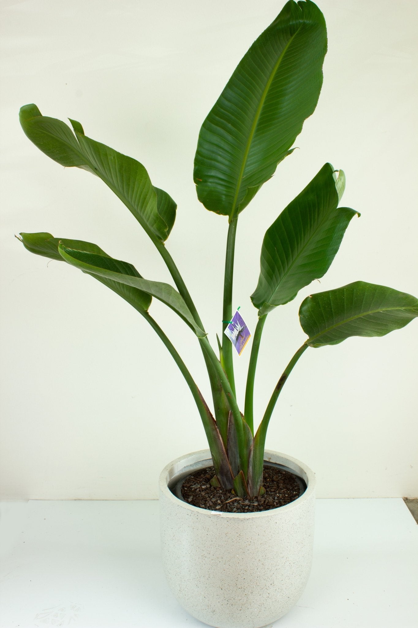 Buy Bird of Paradise Strelitzia 'Nicolii' Indoor Plant 30cm Pot