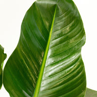 Bird of Paradise Strelitzia ‘Nicolai’ 30cm pot |My Jungle Home|