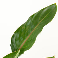 Bird of Paradise’ Strelitzia Reginae’ 18cm pot |My Jungle Home|