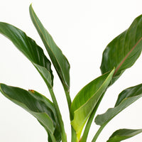 Bird of Paradise’ Strelitzia Reginae’ 18cm pot |My Jungle Home|