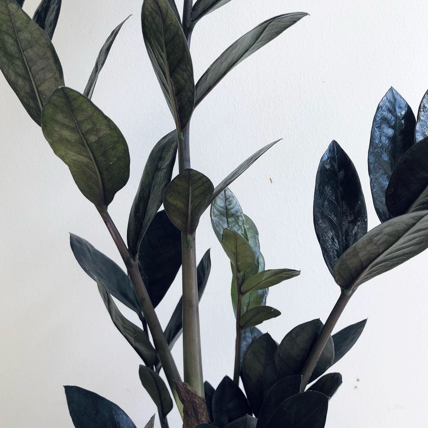 black zz plant australia Buy Black Zanzibar 'Zamioculas Raven' 12cm pot