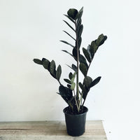 Black Zanzibar 'Zamioculas Raven' 12cm pot |My Jungle Home|