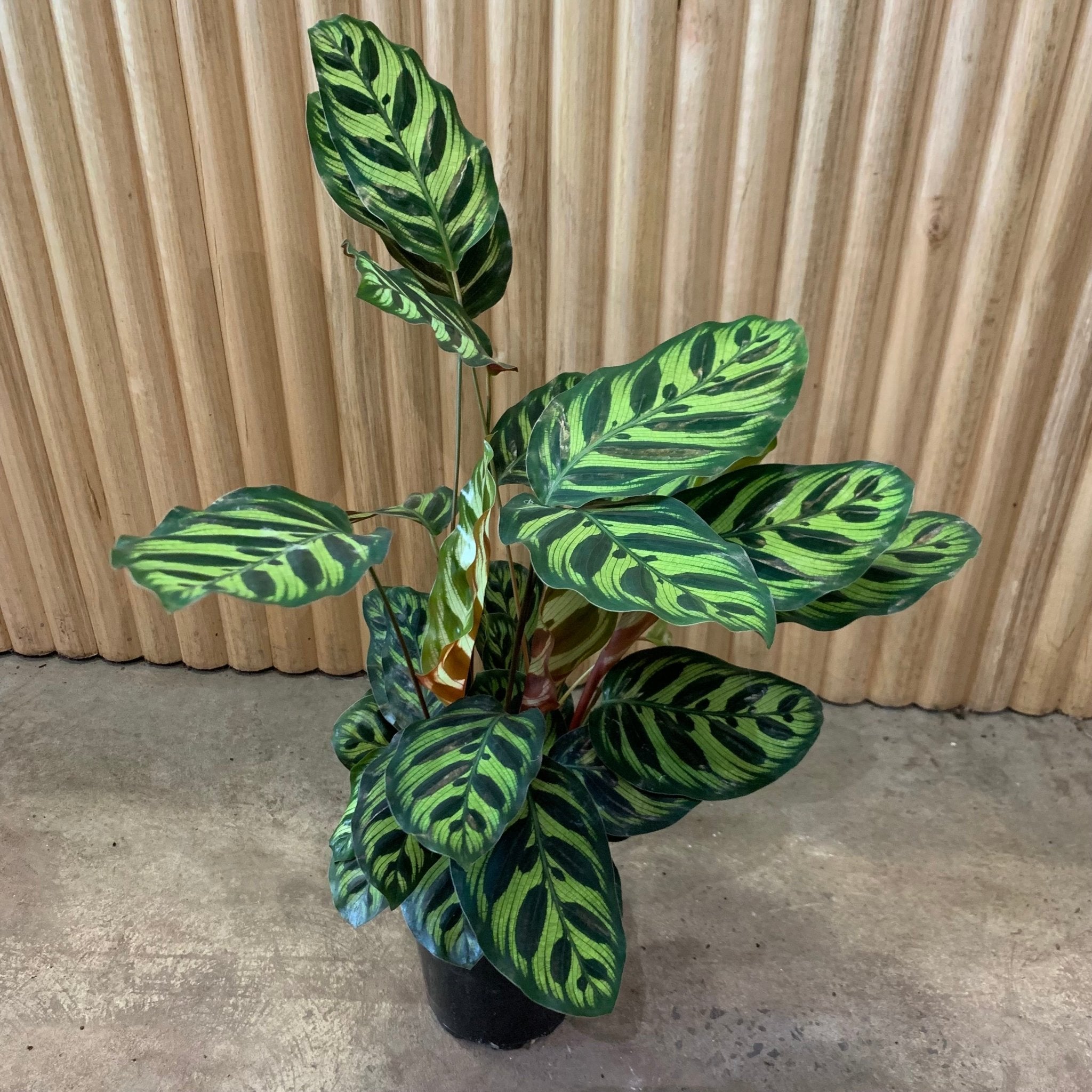 Buy Calathea Makoyana – Peacock Indoor Plant 12.5cm Pot