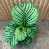Calathea Orbifolia 17cm pot |My Jungle Home|