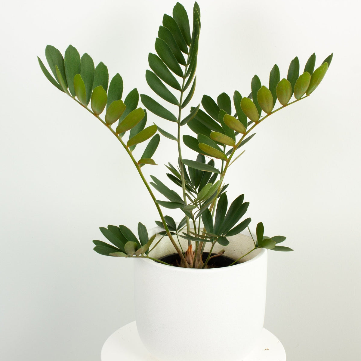 Buy Card Board Plant 'Zamia Furfuracea' Indoor Plant 20cm Pot