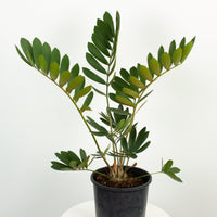 Cardboard Plant ‘Zamia Furfuracea’ 20cm pot |My Jungle Home|
