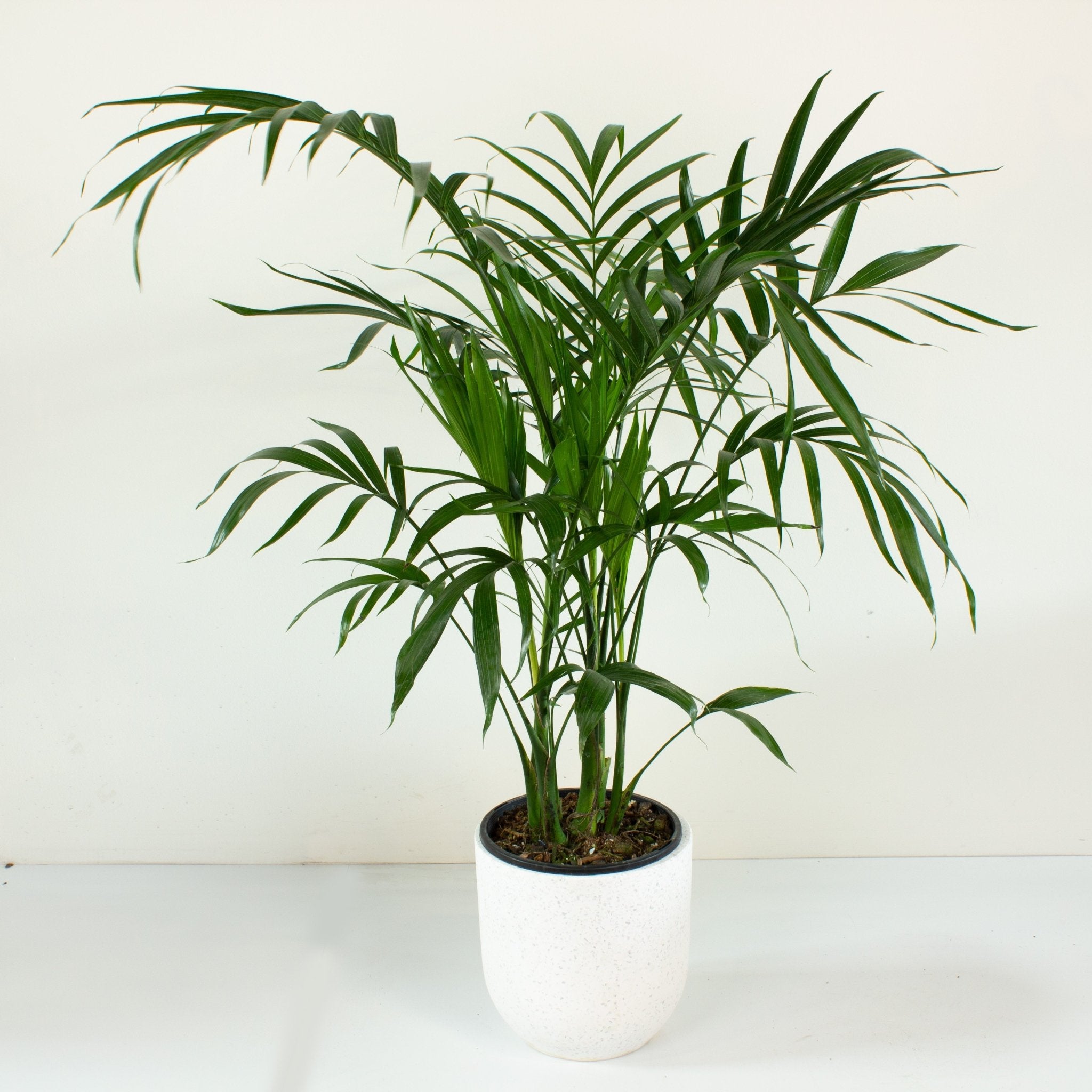 cascade palm plant Buy Cascade Palm 'Chamedora Atrovirens' 20 cm pot