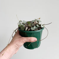 Chain of Hearts 13cm pot |My Jungle Home|