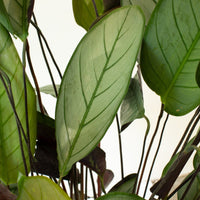 Ctenanthe Grey Star 25cm pot |My Jungle Home|