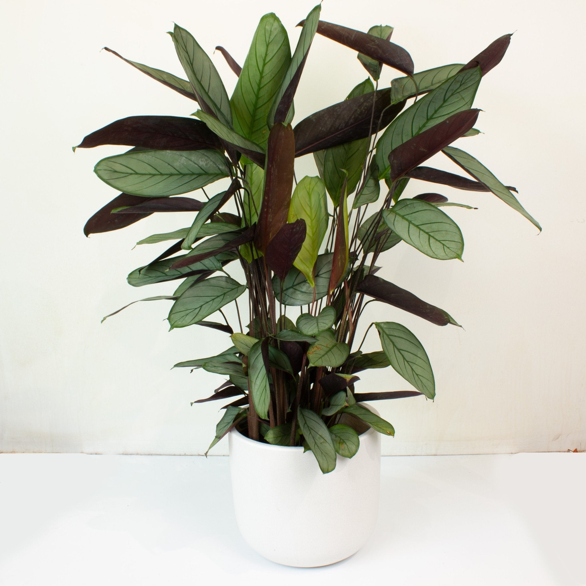 grey star prayer plant Buy Ctenanthe Grey Star 25cm pot