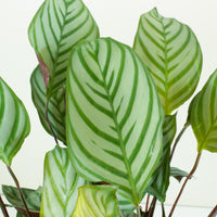 Ctenanthe Oppenheimiana 20cm pot |My Jungle Home|