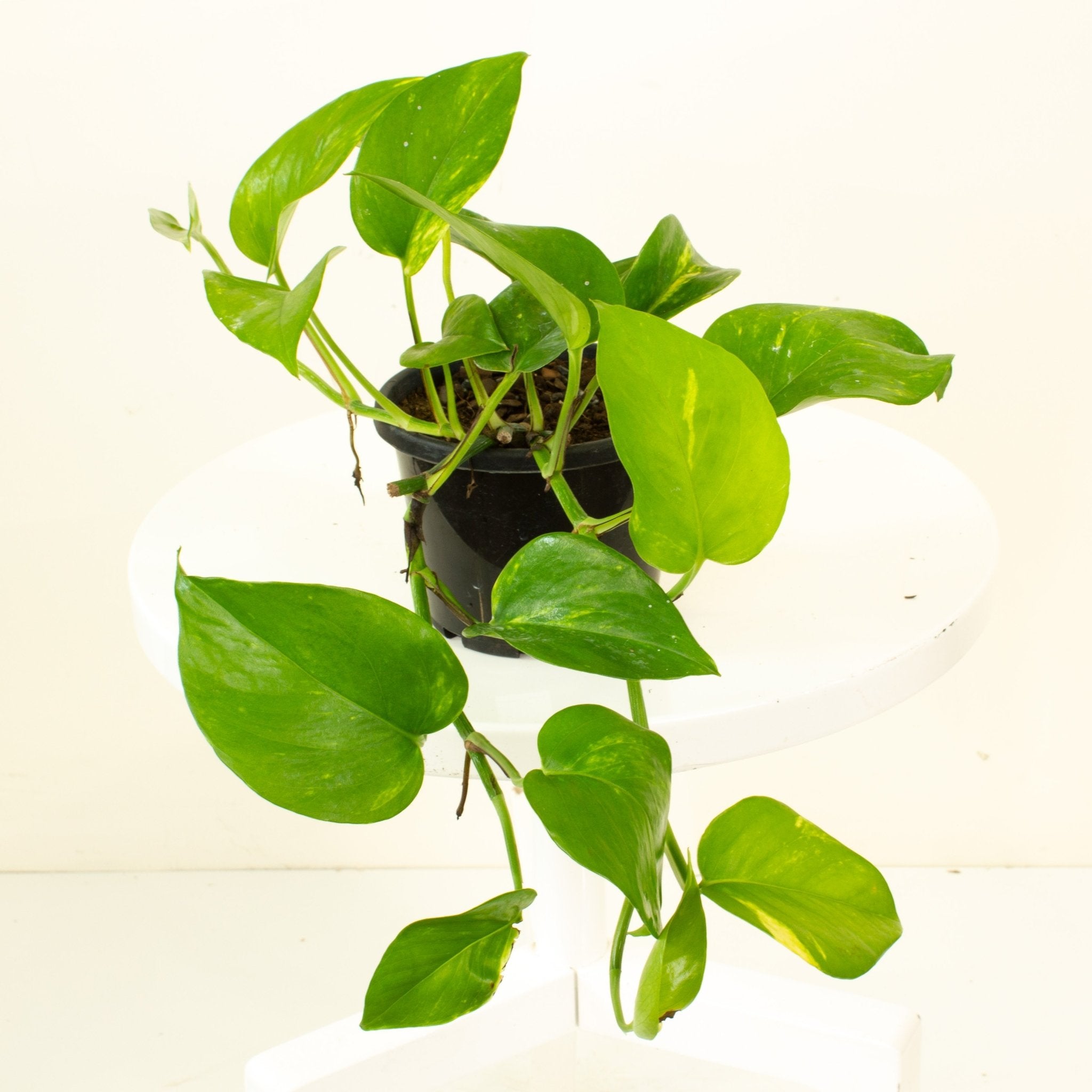 money plant vs devils ivy Buy Devils Ivy 'Epipremnum Aureum' 13.5cm pot