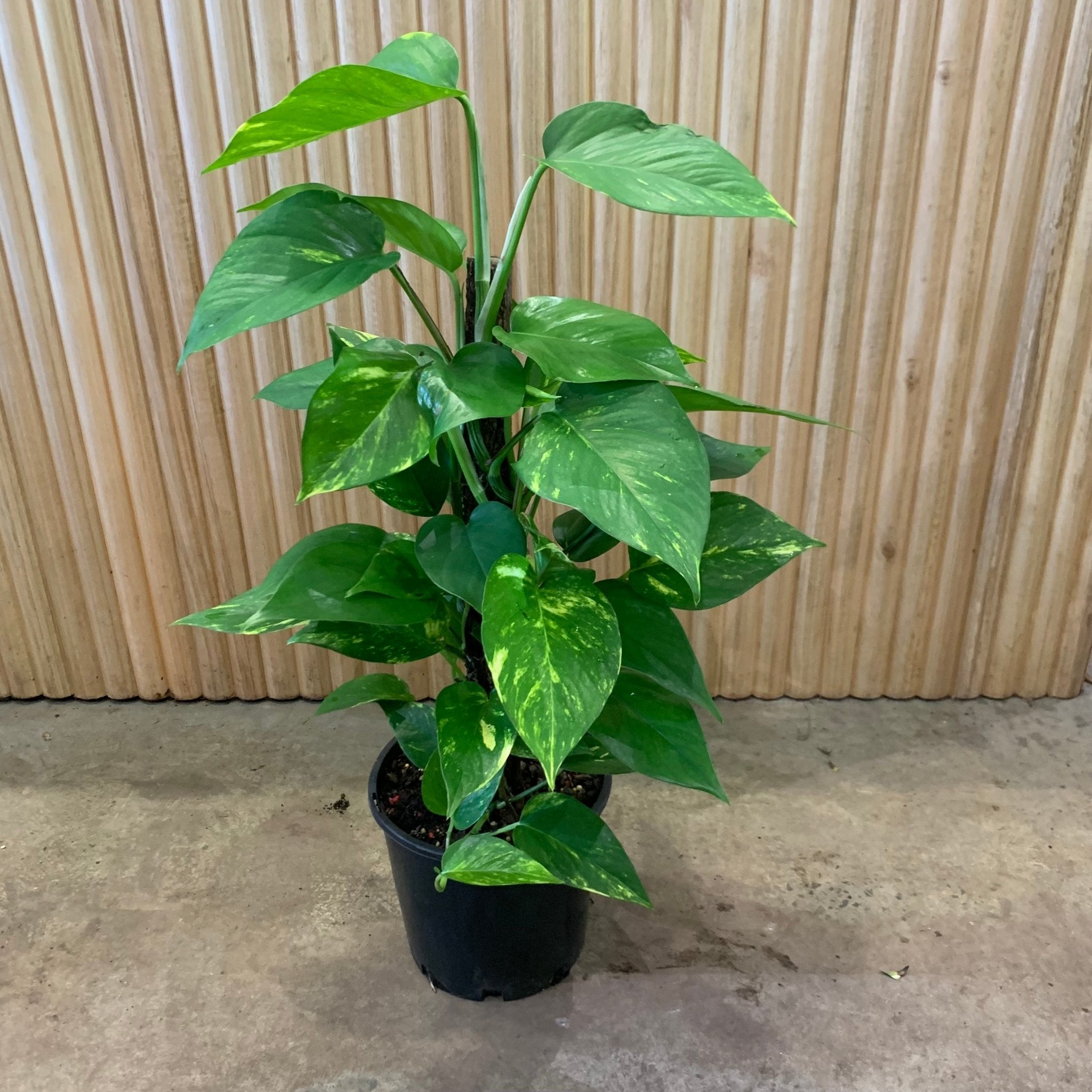 devil's ivy plant Buy Devils Ivy 'Epipremnum Aureum' Totem 20cm pot