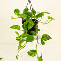 Devils Ivy Hanging Basket ‘Epipremnum Aureum' 17.5cm Pot |My Jungle Home|