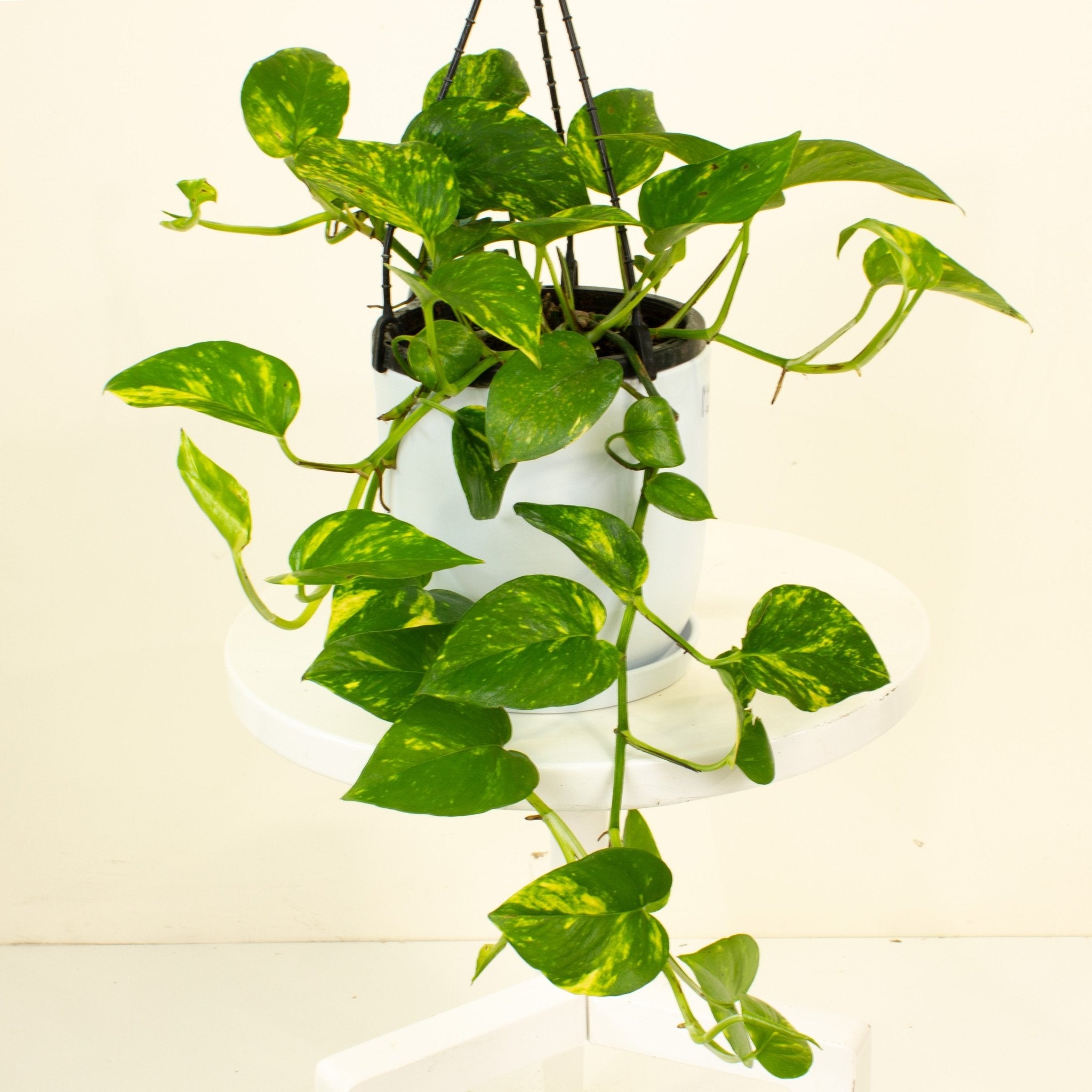 hanging ivy plant Buy Devils Ivy HB 'Epipremnum Aureum' 17.5cm Pot
