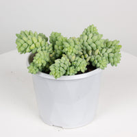 Donkey Tail ‘Sedum Burrows’ 12cm Pot |My Jungle Home|
