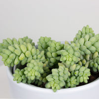 Donkey Tail ‘Sedum Burrows’ 12cm Pot |My Jungle Home|