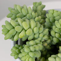 Donkey Tail ‘Sedum Burrows’ 12cm Pot |My Jungle Home|