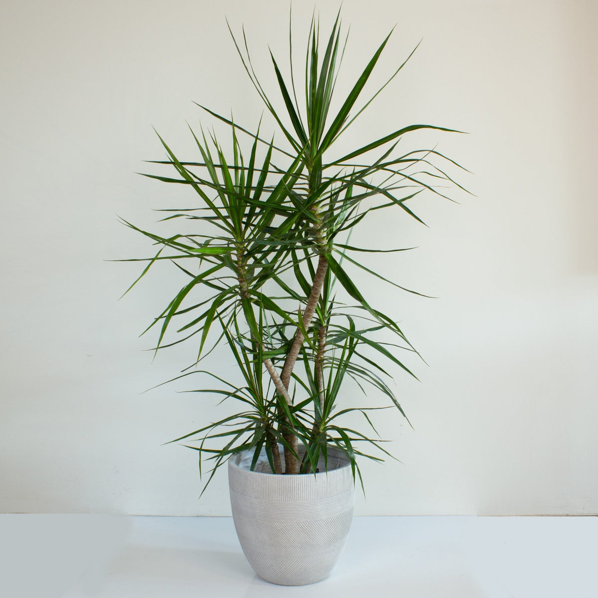 dracena plant pot Buy Dracaena Marginata 25cm Pot