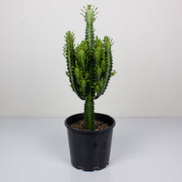 Euphorbia Tricuna ‘African Milk Tree’ 25cm Pot |My Jungle Home|