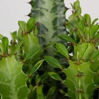 Euphorbia Trigona ‘African Milk Tree’ 19cm Pot |My Jungle Home|